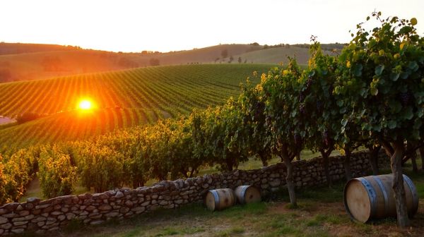 Explorez l'innovation du Domaine Martin en vin Plan de Dieu